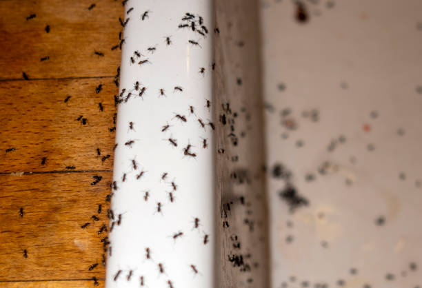 Best Pest Control Near Me in Fergus Falls, MN